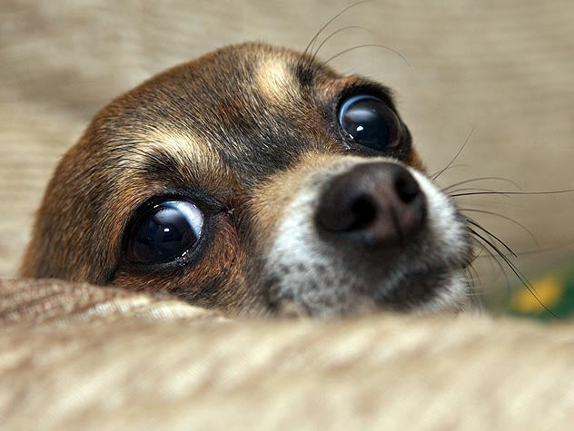 Why Is My Dog Shaking: Causes, Diagnosis & Treatments
