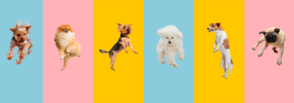 The Ultimate Dog Anatomy Guide