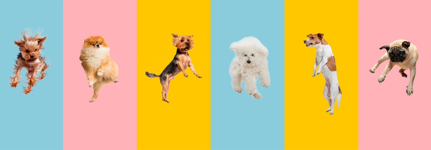 The Ultimate Dog Anatomy Guide