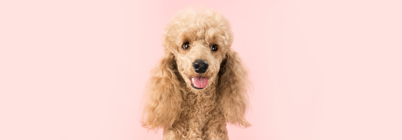 Dog Fur: The Ultimate Guide on Dog Coats and Hair