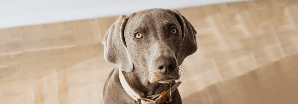 Why Does My Dog Stare At Me?