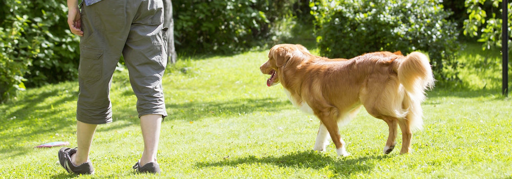 Why Does My Dog Follow Me Everywhere?