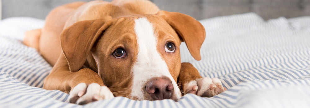 Pancreatitis in Dogs: Causes, Diagnosis & Treatments