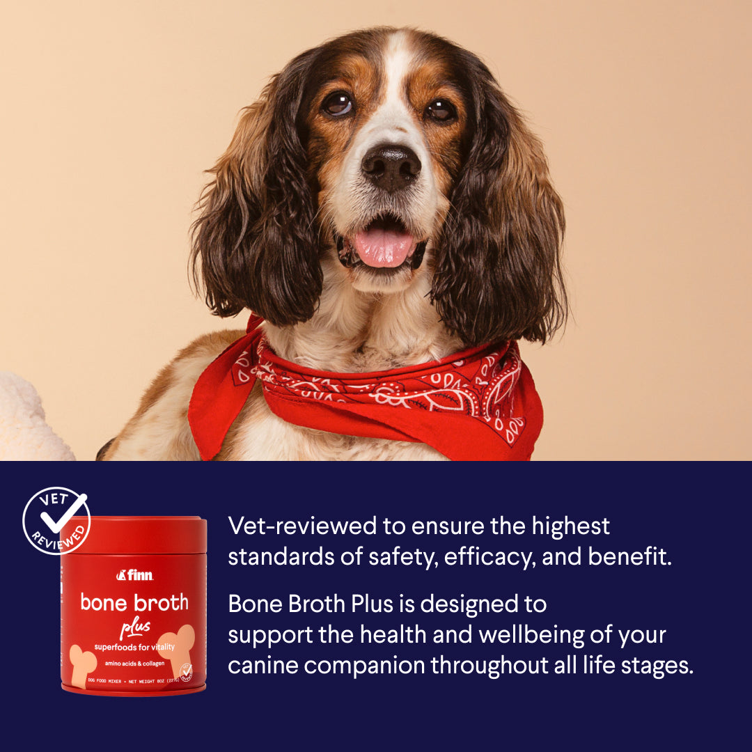 Happy spaniel mix dog wearing red bandana above Finn bone broth product with vet-reviewed safety message on blue background