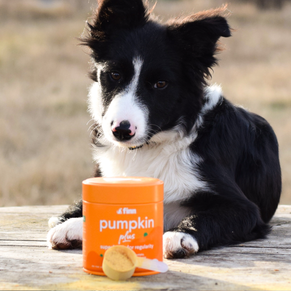 Black and white Border Collie puppy sitting on wooden deck with orange pumpkin supplement container and treat