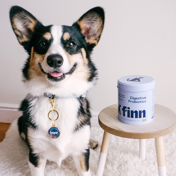 Smiling tri-color Corgi named Alfred sits next to a wooden stool with Finn Digestive Probiotics container
