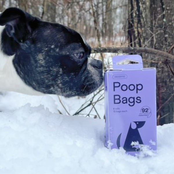Black and white dog in snow next to purple box of poop bags in winter forest setting