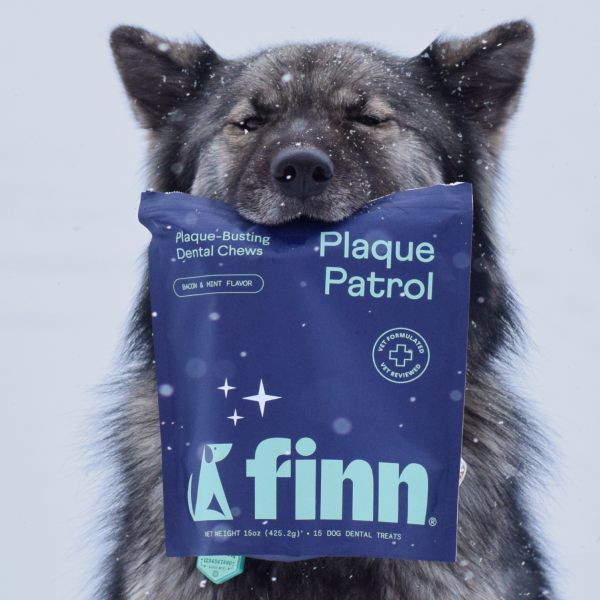 Gray dog with snow on fur holding blue Finn Plaque Patrol dental chews package in mouth against snowy background