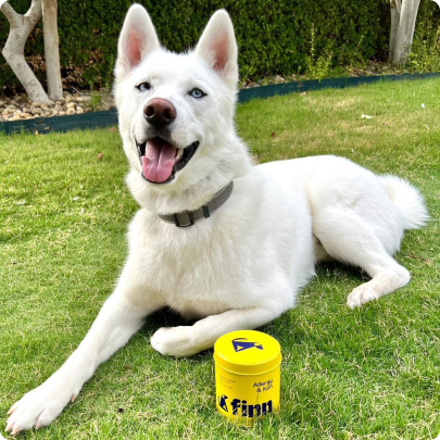 White dog lying on grass next to a yellow container with 'Furminol' branding.