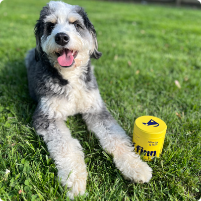 Dog lying on grass with a yellow container labeled 'Finn' in the foreground