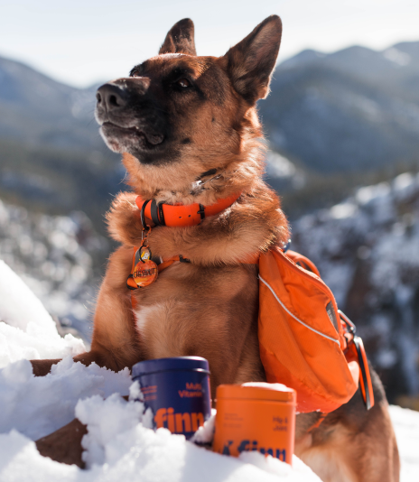 German Shepherd dog wearing orange gear sits in snow with mountains behind, orange mugs nearby