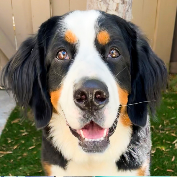 Happy Bernese Mountain Dog with black, white, and tan fur sitting on artificial grass, tongue out and smiling at camera