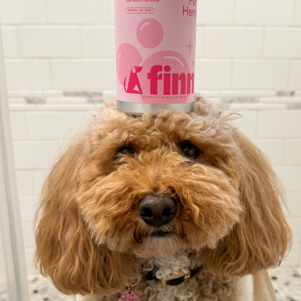 Fluffy golden-brown dog balancing pink pet product bottle on head, sitting in white tiled bathroom