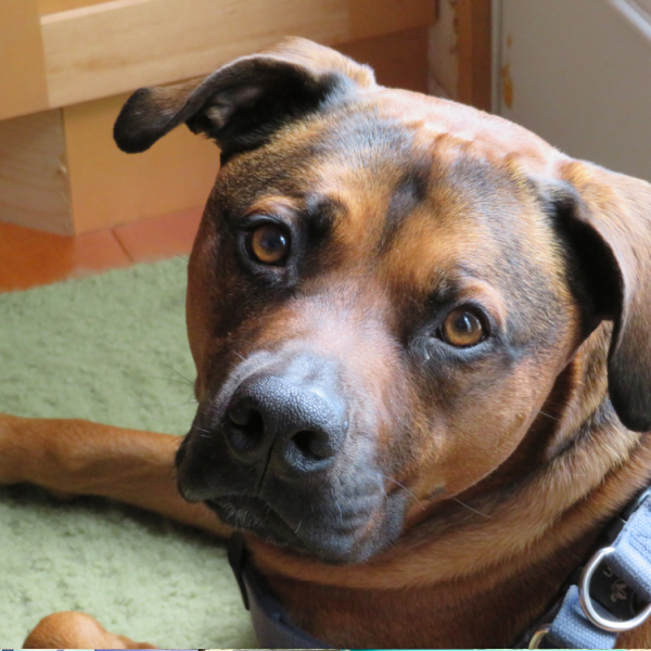 Brown and black mixed-breed dog with amber eyes wearing a collar, resting head on green blanket indoors