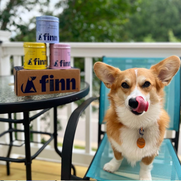 Corgi dog with tongue out sitting on blue chair next to table with colorful Finn brand pet food cans