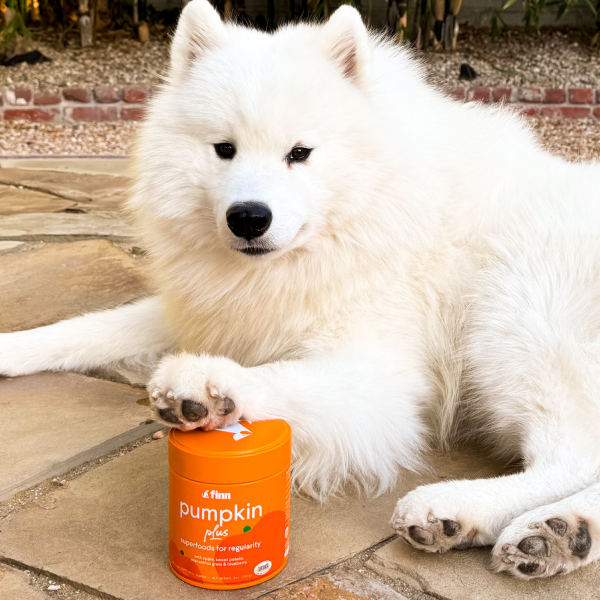 White fluffy dog lying on concrete patio with paw resting on orange pumpkin supplement container