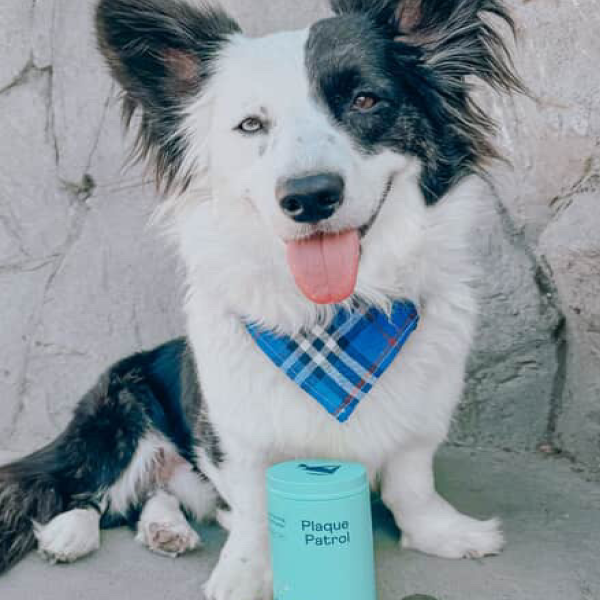 Border Collie with black and white fur wearing blue plaid bandana, tongue out, sitting next to turquoise "Plaque Patrol" container