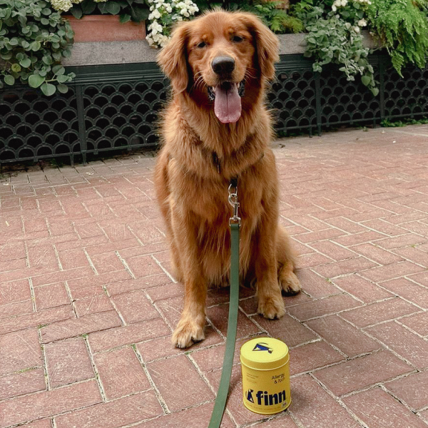 Golden retriever dog sitting on brick patio with tongue out, wearing green leash attached to yellow donation canister