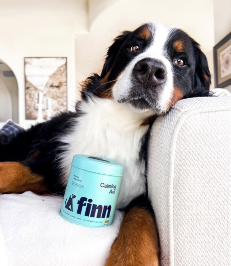 Bernese Mountain Dog relaxing on white couch with turquoise Finn pet supplement container beside paw
