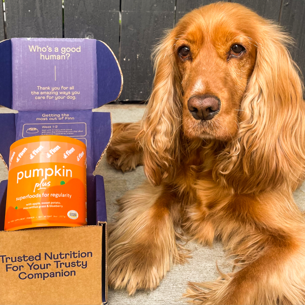 Golden cocker spaniel sitting next to purple and orange dog food packaging that reads "Who's a good human?" and "pumpkin"