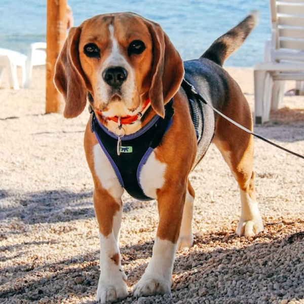 Beagle dog named Chase wearing blue harness and red collar standing on sandy beach with white chairs in background