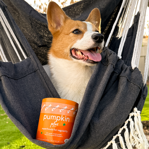 Orange and white Corgi dog sitting in dark gray hammock with orange pumpkin supplement container