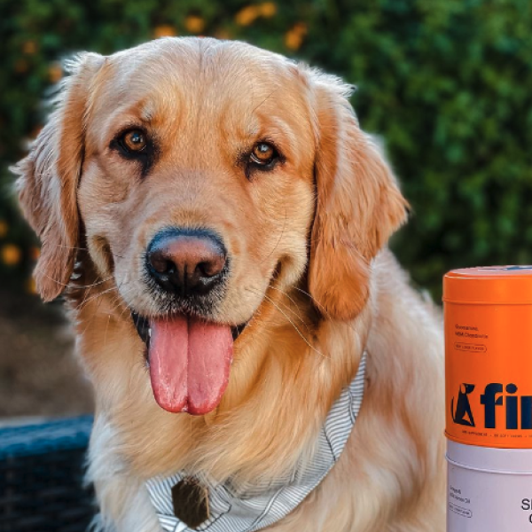 Golden retriever dog with tongue out wearing striped bandana next to orange container outdoors