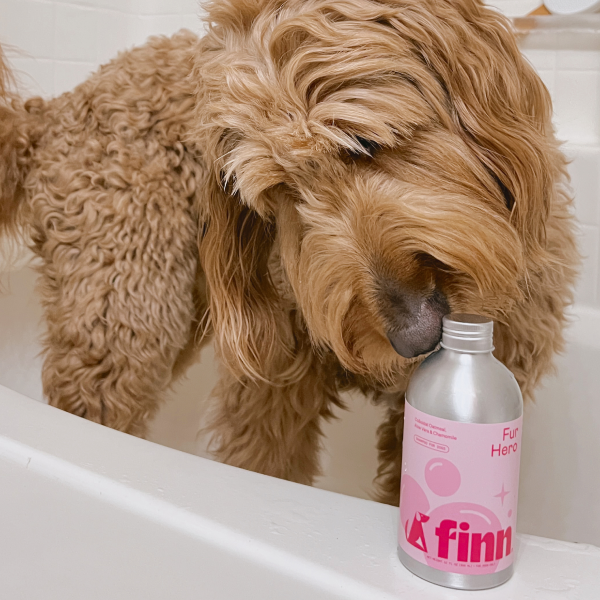 Fluffy golden-brown dog sniffing a pink and white bottle labeled "finn" while standing in a white bathtub