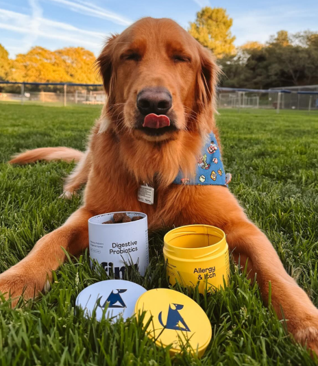 Golden retriever with blue bandana sitting on grass with digestive supplement containers and yellow tennis ball