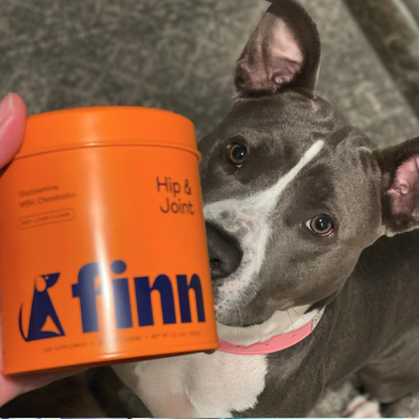 Gray and white pit bull dog with pink collar next to orange Finn Hip & Joint supplement container