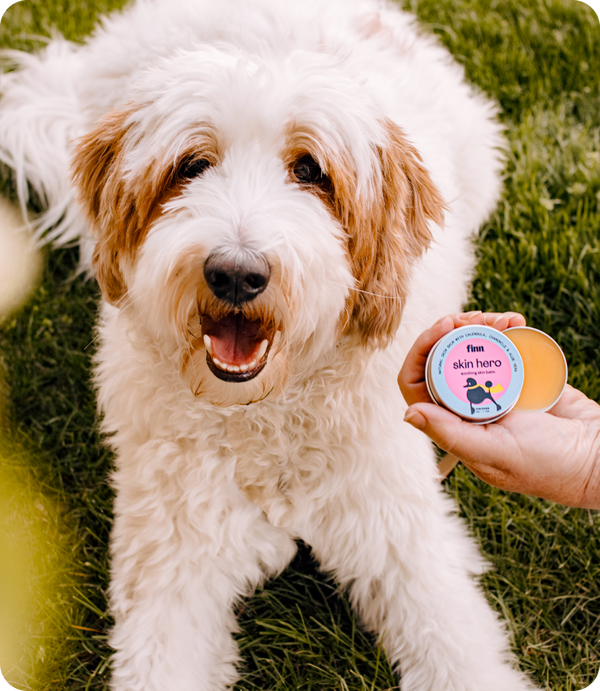 Happy white fluffy dog with brown markings sitting on grass next to a hand holding a small round "Finn skin hero" product tin.
