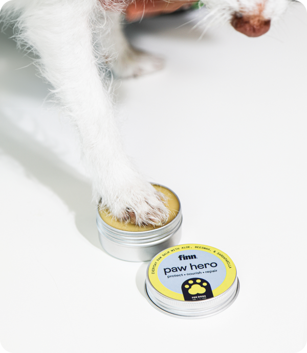 White dog's paw dipping into open tin of yellow "Finn Paw Hero" paw balm on white surface