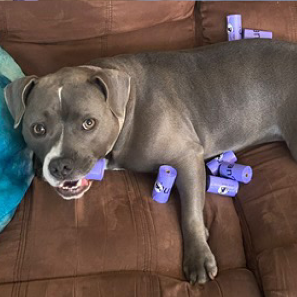 Gray pit bull type dog lying on brown leather couch wearing purple medical bandages on legs