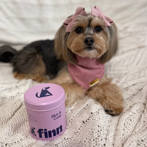 Small Yorkshire Terrier wearing pink hair bows and sweater sits on white knit blanket next to purple Finn skin & coat supplement container