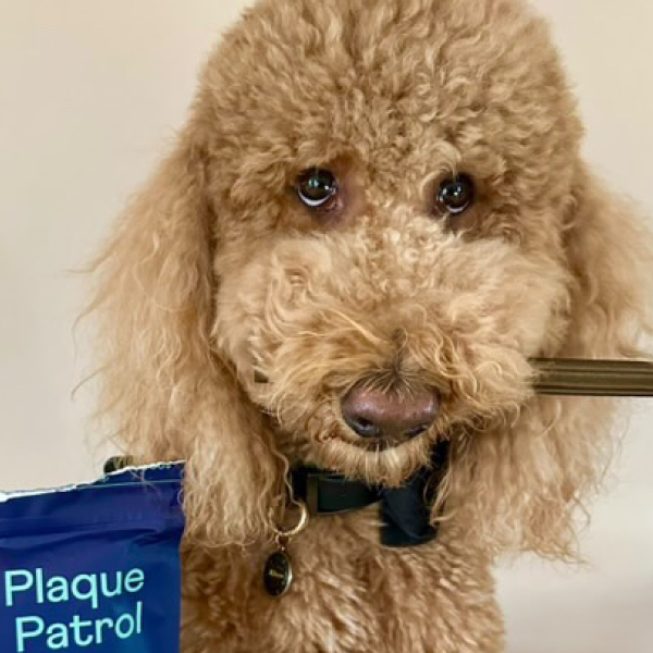 Fluffy apricot poodle named Elton wearing blue "Plaque Patrol" bandana while getting teeth brushed with toothbrush