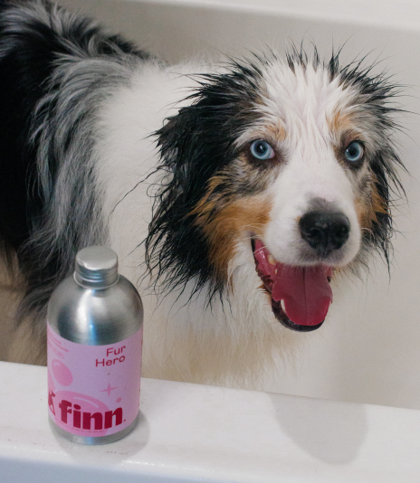 Wet Australian Shepherd dog with blue eyes and tongue out in bathtub next to pink "Finn" shampoo bottle