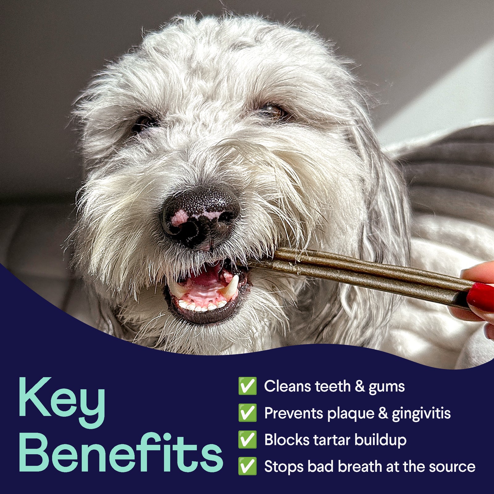 Fluffy white dog holding dental chew stick in mouth with blue banner listing key benefits for oral health