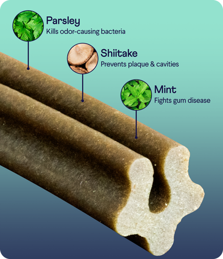 Dog dental chew sticks with ingredient callouts showing parsley, shiitake, and mint for oral health benefits