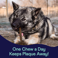 Gray and tan dog chewing on wooden stick outdoors with text "One Chew a Day Keeps Plaque Away!"