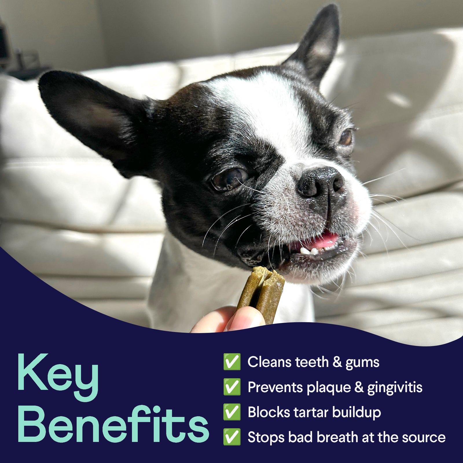 Black and white Boston Terrier dog chewing a golden dental treat on white couch with key benefits listed