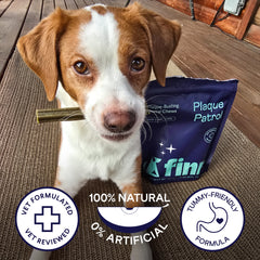 Brown and white dog with dental chew stick beside blue Plaque Patrol package, three certification badges below on wooden deck