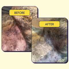 Before and after comparison showing dog's irritated pink skin healing to healthy white/gray fur around ear area