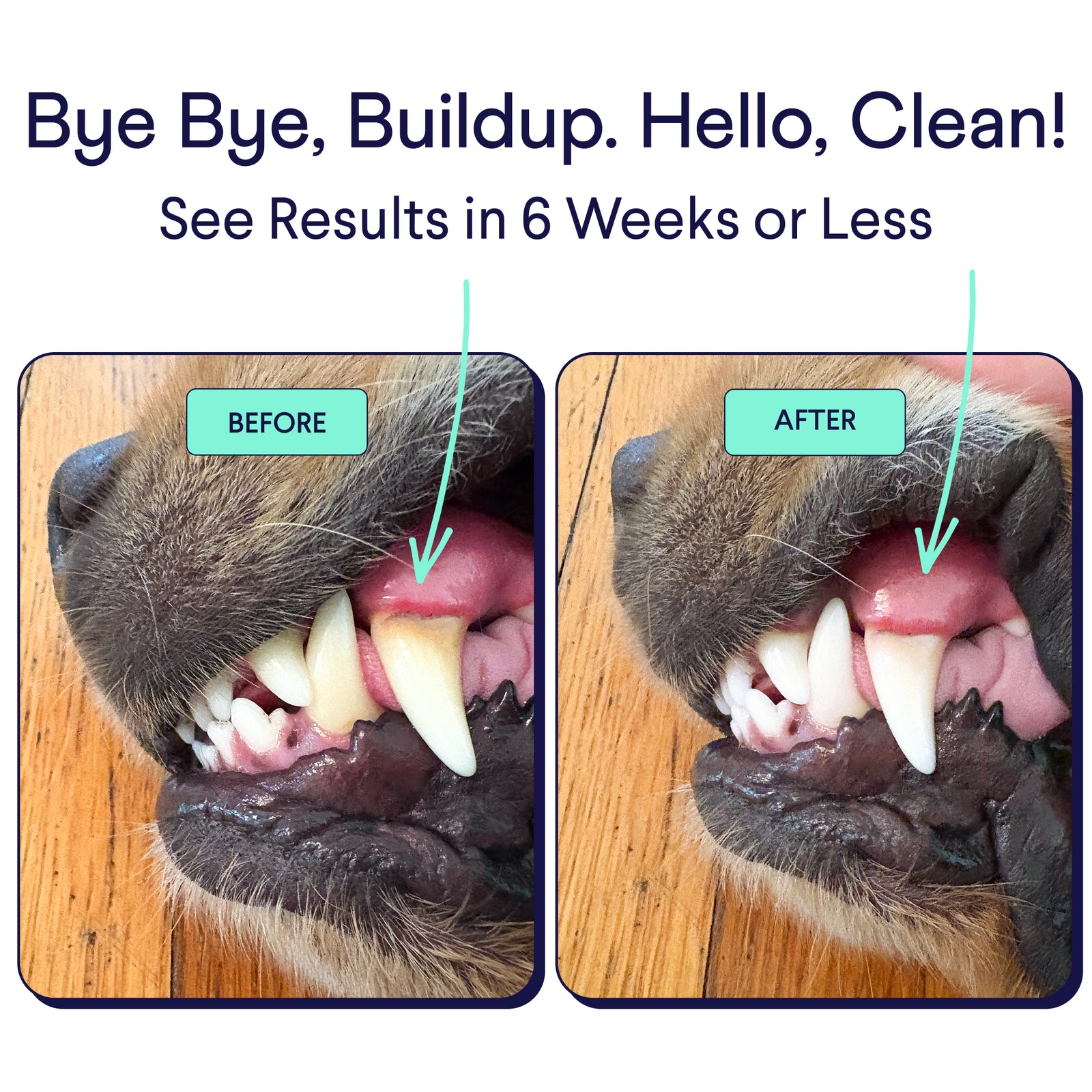 Before and after photos of dog's teeth showing dental health improvement from tartar buildup to cleaner white teeth