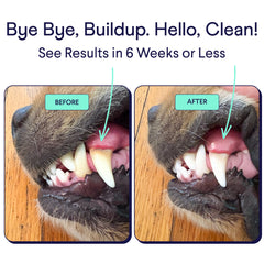 Before and after photos of dog's teeth showing dental health improvement from tartar buildup to cleaner white teeth