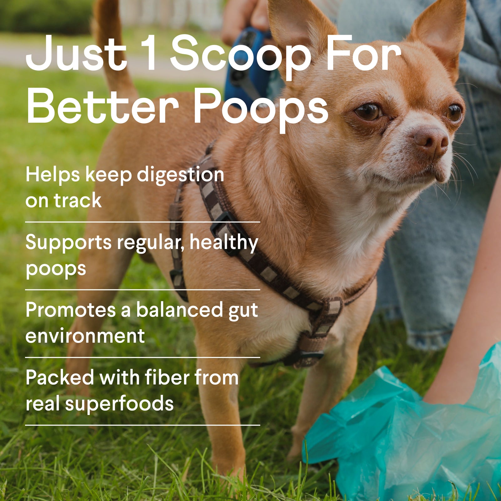 Small brown and white Chihuahua wearing dark harness stands on grass with person's legs visible, next to promotional text about dog digestive supplement benefits.