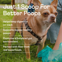 Small brown and white Chihuahua wearing dark harness stands on grass with person's legs visible, next to promotional text about dog digestive supplement benefits.