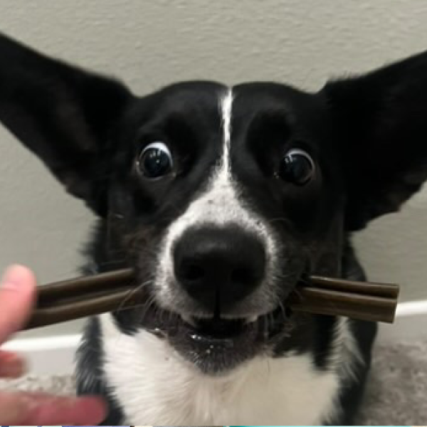 Black and white dog with large upright ears holding wooden sticks in its mouth, looking directly at camera