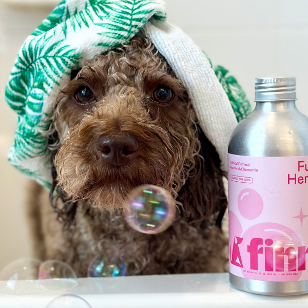 Curly-haired brown dog wearing green leaf-patterned towel on head with soap bubble near nose and pink shampoo bottle nearby