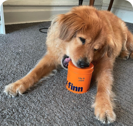 Golden retriever puppy lying on gray carpet, chewing on orange "Finn" branded toy or container