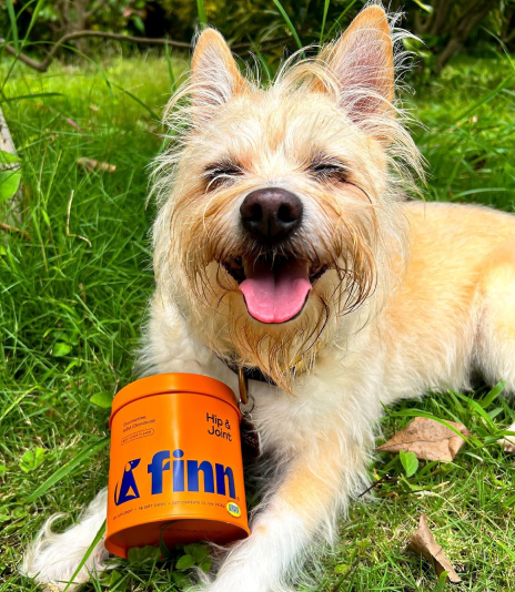 Happy Yorkshire Terrier with tongue out wearing orange Finn supplement container, sitting on green grass outdoors
